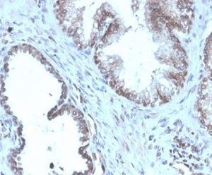 Formalin-fixed, paraffin-embedded human prostate stained with Prostein Recombinant Rabbit Monoclonal Antibody (SLC45A3/4965R).