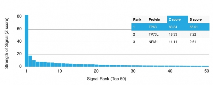 Analysis of Protein Array containing more than 19,000 full-length human proteins using p63 Mouse Monoclonal Antibody (TP63/2427). Z- and S- Score: The Z-score represents the strength of a signal that a monoclonal antibody (Monoclonal Antibody) (in combination with a fluorescently-tagged anti-IgG secondary antibody) produces when binding to a particular protein on the HuProtTM array. Z-scores are described in units of standard deviations (SD’s) above the mean value of all signals generated on that array. If targets on HuProtTM are arranged in descending order of the Z-score, the S-score is the difference (also in units of SD’s) between the Z-score. S-score therefore represents the relative target specificity of a Monoclonal Antibody to its intended target. A Monoclonal Antibody is considered to specific to its intended target, if the Monoclonal Antibody has an S-score of at least 2.5. For example, if a Monoclonal Antibody binds to protein X with a Z-score of 43 and to protein Y with a Z-score of 14, then the S-score for the binding of that Monoclonal Antibody to protein X is equal to 29. p63 (Squamous, Basal & Myoepithelial Cell Marker) Antibody - Image 3