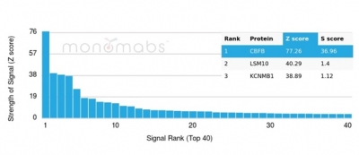 Analysis of Protein Array containing more than 19,000 full-length human proteins using CBFB-Monospecific Mouse Monoclonal Antibody (PCRP-CBFB-1F6). Z- and S- Score: The Z-score represents the strength of a signal that a monoclonal antibody (MAb) (in combination with a fluorescently-tagged anti-IgG secondary antibody) produces when binding to a particular protein on the HuProtTM array. Z-scores are described in units of standard deviations (SD's) above the mean value of all signals generated on that array. If targets on HuProtTM are arranged in descending order of the Z-score, the S-score is the difference (also in units of SD's) between the Z-score. S-score therefore represents the relative target specificity of a MAb to its intended target. A MAb is considered to specific to its intended target, if the MAb has an S-score of at least 2.5. For example, if a MAb binds to protein X with a Z-score of 43 and to protein Y with a Z-score of 14, then the S-score for the binding of that MAb to protein X is equal to 29. CBFB / PEBP2β Antibody - Image 5
