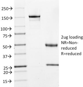 SDS-PAGE Analysis of Purified Cyclin A2 Mouse Monoclonal Antibody (E67). Confirmation of Integrity and Purity of Antibody.