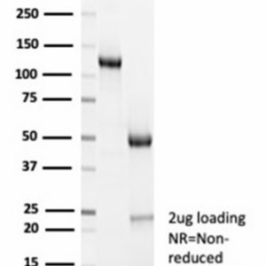 SDS-PAGE Analysis of Purified Cyclin B1 Rabbit Recombinant Monoclonal Antibody (CCNB1/7030R). Confirmation of Integrity and Purity of Antibody.