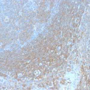 Formalin-fixed, paraffin-embedded human tonsil stained with BCL10 Recombinant Rabbit Monoclonal Antibody (BL10/2988R).