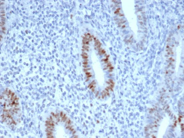 Formalin-fixed, paraffin-embedded human endometrium stained with Cyclin E Recombinant Rabbit Monoclonal Antibody (CCNE1/4935R).
