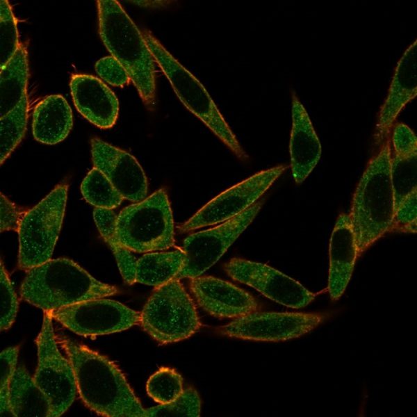 Immunofluorescence Analysis of PFA-fixed HeLa cells using ZNF622 Mouse Monoclonal Antibody (PCRP-ZNF622-1C11) followed by goat anti-mouse IgG-CF488 (green). CF640A phalloidin (red).