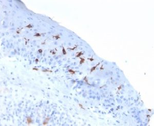 Formalin-fixed, paraffin-embedded human skin stained with  CD1a Mouse Recombinant Monoclonal Antibody (C1A/2777). HIER: Tris/EDTA, pH9.0, 45min. 2 °: HRP-polymer, 30min. DAB, 5min.