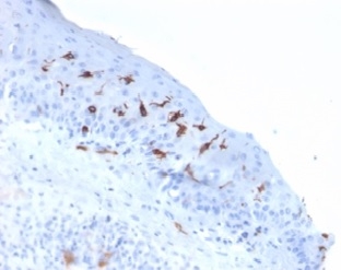 Formalin-fixed, paraffin-embedded human skin stained with  CD1a Mouse Recombinant Monoclonal Antibody (C1A/2777). HIER: Tris/EDTA, pH9.0, 45min. 2 °: HRP-polymer, 30min. DAB, 5min.
