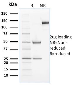 SDS-PAGE Analysis of Purified Cyclin B2 Mouse Monoclonal Antibody (X29.2). Confirmation of Purity and Integrity of Antibody.