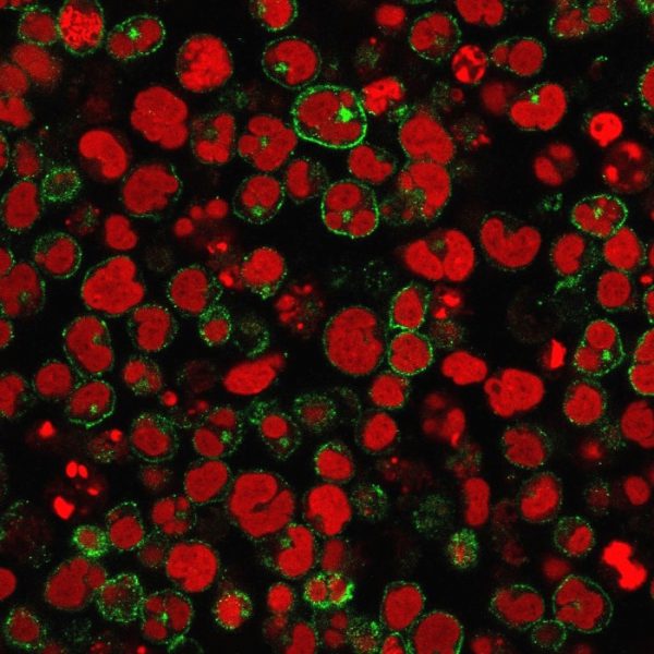 Immunofluorescence staining of MOLT-4 cells using CD2 Mouse Monoclonal Antibody (1E7E8.G4) followed by goat anti-Mouse IgG conjugated to CF488 (green). Nuclei are stained with Reddot.
