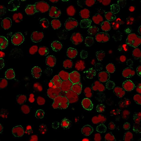 Immunofluorescence staining of MOLT-4 cells using CD2 Mouse Monoclonal Antibody (LFA2/600) followed by goat anti-Mouse IgG conjugated to CF488 (green). Nuclei are stained with Reddot.