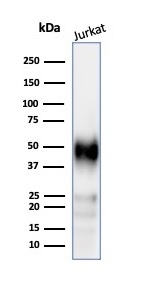 Western blot analysis of Jurkat cell lysate using CD2 Recombinant Rabbit Monoclonal Antibody (LFA2/3417R).