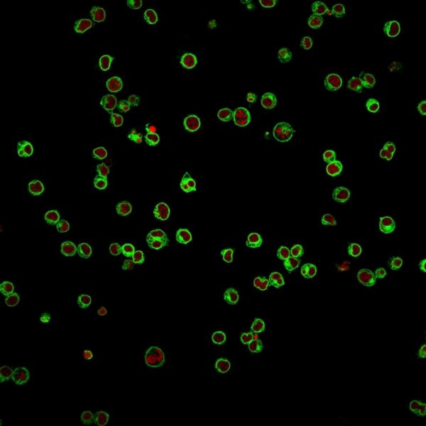Immunofluorescence Analysis of Jurkat cells labeling CD3e. CD3e Mouse Monoclonal Antibody (UCHT1) followed by goat anti-mouse IgG-CF488 (green). The nuclear counterstain is RedDot (red).
