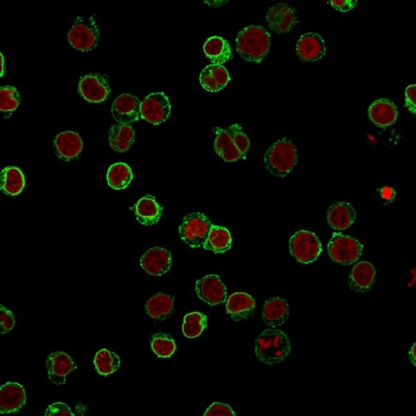 Immunofluorescence Analysis of Jurkat cells labeling CD3e with CD3e Mouse Monoclonal Antibody (B-B12) followed by Goat anti-Mouse IgG-CF488 (Green). The nuclear counterstain is Reddot (Red).