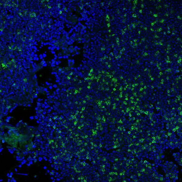 Immunofluorescence Analysis of methanol-fixed human tonsil cryosection stained with CF488A CD3e clone RIV9 (green), mounted in EverBrite Mounting Medium with DAPI (nuclei, blue).
