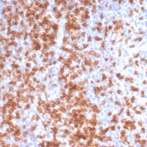 Formalin-fixed, paraffin-embedded human tonsil stained with CD3e Rabbit Recombinant Monoclonal Antibody (C3e/3125R).