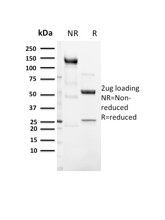SDS-PAGE Analysis Purified CD3e Rabbit Recombinant Monoclonal Antibody (C3e/3125R). Confirmation of Integrity and Purity of Antibody.