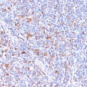 Formalin-fixed, paraffin-embedded human Tonsil stained with RCAS1 Mouse Monoclonal Antibody (CPTC-EBAG9-2).