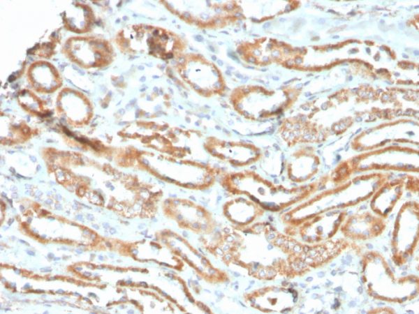 Formalin-fixed, paraffin-embedded human kidney stained with Aurora B Recombinant Mouse Monoclonal Antibody (rAURKB/1592).