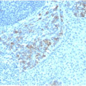 Formalin-fixed, paraffin-embedded human tonsil stained with  CD5L Mouse Monoclonal Antibody (CD5L/4420) at 2ug/ml.  Inset: PBS instead of primary antibody; secondary only negative control.
