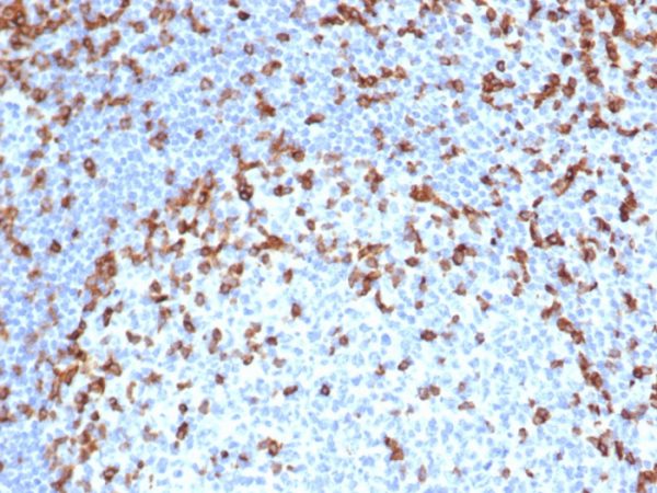 Formalin-fixed, paraffin-embedded human tonsil stained with CD7 Recombinant Mouse Monoclonal Antibody (rCD7/6387).