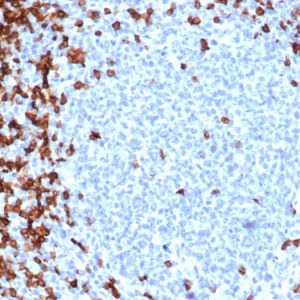 Formalin-fixed, paraffin-embedded human tonsil stained with CD7 Recombinant Rabbit Monoclonal Antibody (CD7/6388R).