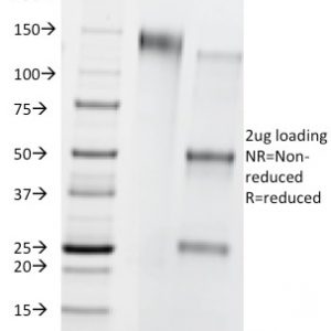 SDS-PAGE Analysis of Purified CD8B Mouse Monoclonal Antibody (Clone BU88). Confirmation of Integrity and Purity of Antibody.