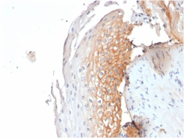 Formalin-fixed, paraffin-embedded human Tonsil stained with CD9 Mouse Monoclonal Antibody (CD9/1619).