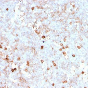 Formalin-fixed, paraffin-embedded human spleen stained with CD14 Recombinant Mouse Monoclonal Antibody (rLPSR/2408).