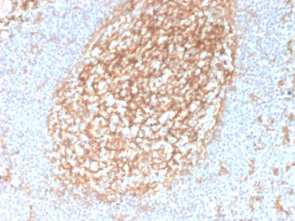 Formalin-fixed, paraffin-embedded human Tonsil stained with CD14-Monospecific Mouse Monoclonal Antibody (LPSR/2385).