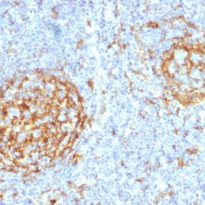 Formalin-fixed, paraffin-embedded human Lymph Node stained with CD14 Mouse Monoclonal Antibody (LPSR/2397).