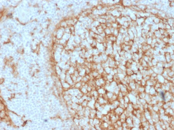 Formalin-fixed, paraffin-embedded human Tonsil stained with CD14 Mouse Monoclonal Antibody (LPSR/2397).
