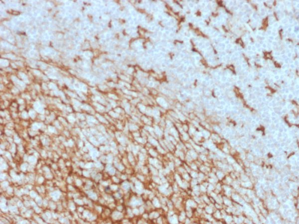 Formalin-fixed, paraffin-embedded human Tonsil Stained with  CD14 Mouse Monoclonal Antibody (LPSR/2408).