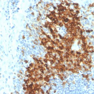 Formalin-fixed, paraffin-embedded human tonsil stained with CD14 Rabbit Recombinant Monoclonal Antibody (LPSR/4180R).
