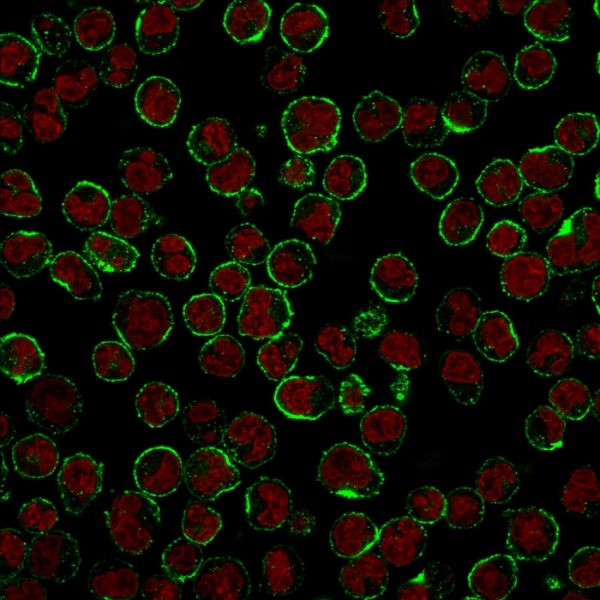 Immunofluorescent staining of Raji cells. CD19 Mouse Monoclonal Antibody (CVID3/429) followed by goat anti-Mouse IgG-CF488 (Green). The nuclear counterstain is Reddot (Red)