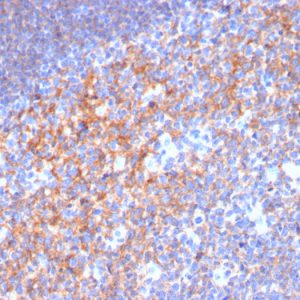 Formalin-fixed, paraffin-embedded human Tonsil stained with CD19 Monospecific Mouse Monoclonal Antibody (CD19/3116).