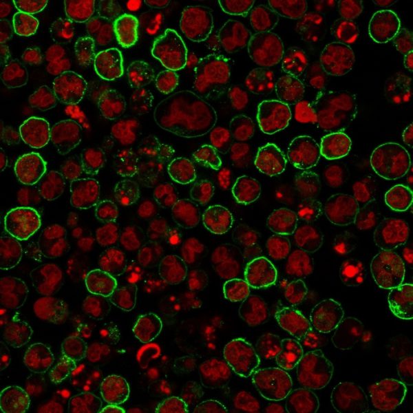 Immunofluorescence staining of Raji cells using CD20 Mouse Monoclonal Antibody (L26); followed by goat anti-mouse IgG conjugated to CF488 (green). Nuclei are stained with Reddot.