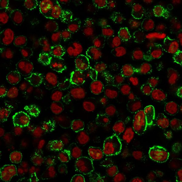 Immunofluorescence staining of Raji cells using CD20 Mouse Monoclonal Antibody (L26) followed by goat anti-mouse IgG conjugated to CF488 (green). Nuclei are stained with Reddot.