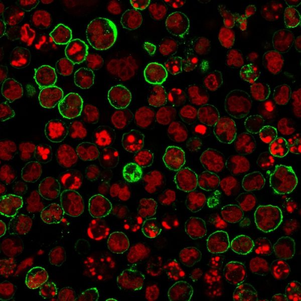 Immunofluorescence staining of Raji cells using CD20 Mouse Monoclonal Antibody (L26 + IGEL/773) followed by goat anti-Mouse IgG conjugated to CF488 (green). Nuclei are stained with Reddot.