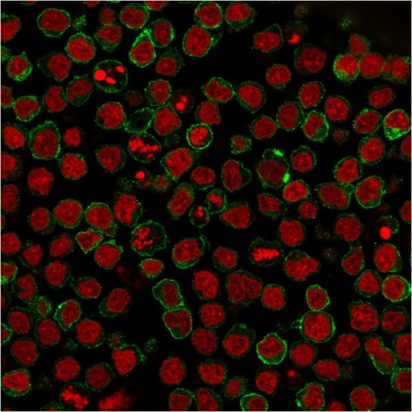Immunofluorescent staining of paraformaldehyde-fixed Ramos cells using CD22-Monospecific Mouse Monoclonal Antibody (BLCAM/1795) followed by goat anti-Mouse IgG conjugated to CF488 (green). Nuclei are stained with Reddot.