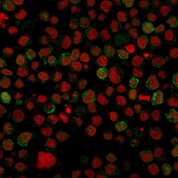 Immunofluorescence staining of paraformaldehyde-fixed Ramos cells with CD22 Mouse Monoclonal Antibody (BLCAM/1796) followed by goat anti-Mouse IgG-CF488 (Green). Nuclei are labeled with Reddot (Red).