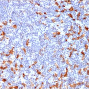 Formalin-fixed, paraffin-embedded human Lymph Node stained with CD163-Monospecific Mouse Monoclonal Antibody (M130/2162).
