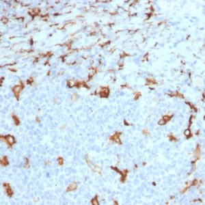 Formalin-fixed, paraffin-embedded human tonsil stained with CD163 Mouse Monoclonal Antibody (M130/2163).