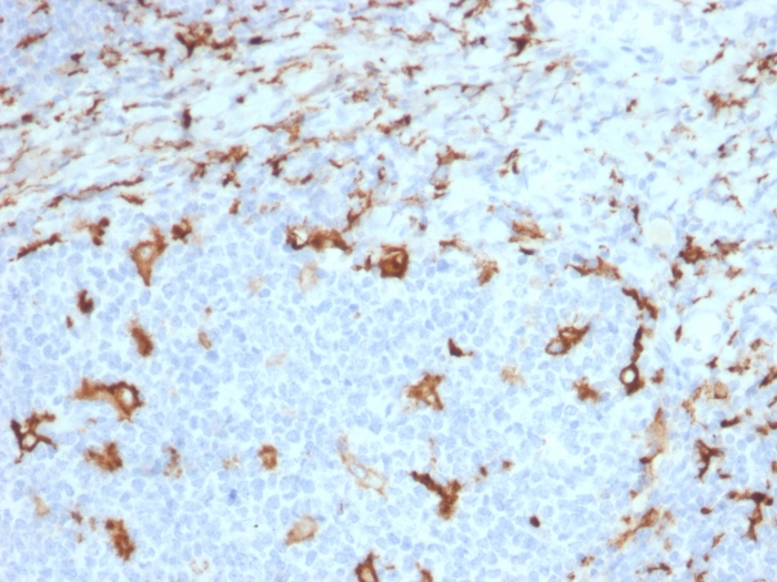 Formalin-fixed, paraffin-embedded human tonsil stained with CD163 Mouse Monoclonal Antibody (M130/2163). CD163 (Monocyte & Macrophage Marker) Antibody
