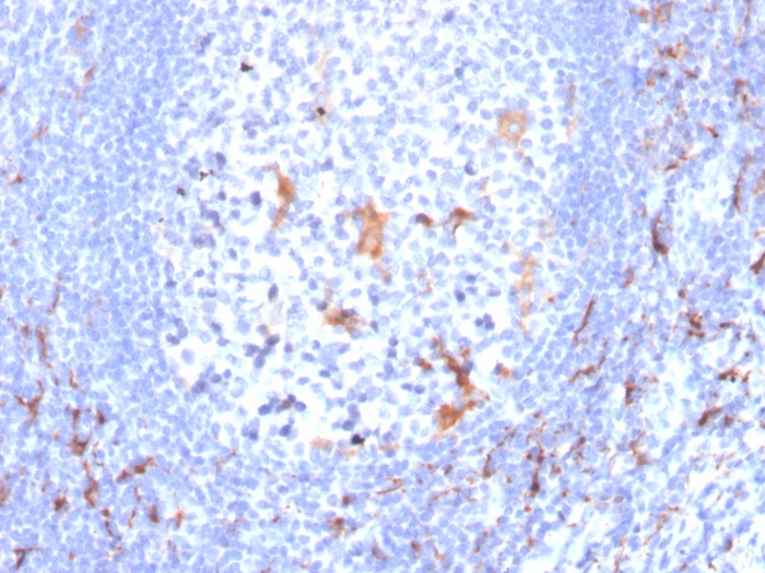 Formalin-fixed, paraffin-embedded human tonsil stained with CD163 Mouse Monoclonal Antibody (M130/2163). CD163 (Monocyte & Macrophage Marker) Antibody - Image 2