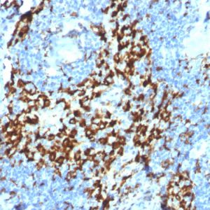 Formalin-fixed, paraffin-embedded human Lymph Node stained with CD163 Mouse Monoclonal Antibody (M130/2164).