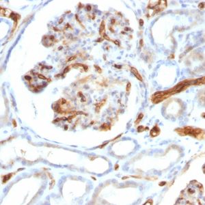 Formalin-fixed, paraffin-embedded human Kidney stained with Adiponectin Mouse Monoclonal Antibody (ADPN/1370).