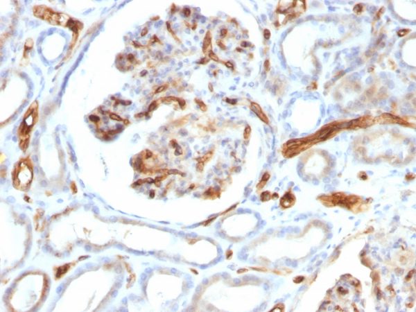 Formalin-fixed, paraffin-embedded human Kidney stained with Adiponectin Mouse Monoclonal Antibody (ADPN/1370).