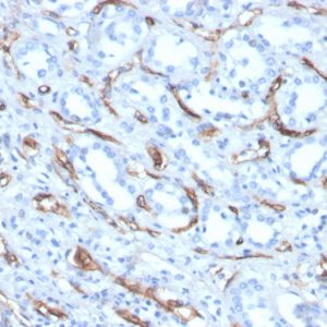 Formalin-fixed, paraffin-embedded human kidney stained with Adiponectin Mouse Monoclonal Antibody (ADPN/4256).