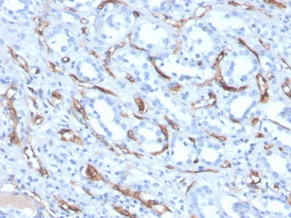 Formalin-fixed, paraffin-embedded human kidney stained with Adiponectin Mouse Monoclonal Antibody (ADPN/4256).