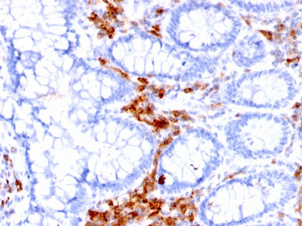 Formalin-fixed, paraffin-embedded human Colon stained with CD27 Mouse Monoclonal Antibody (LPFS2/1611).