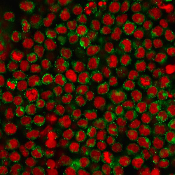 Immunofluorescence staining of Ramos cells using CD27 Mouse Monoclonal Antibody (LPFS2/1611) followed by goat anti-Mouse IgG conjugated to CF488 (green). Nuclei are stained with Reddot.